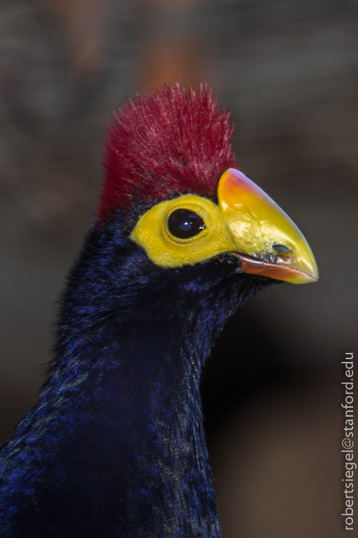 turaco